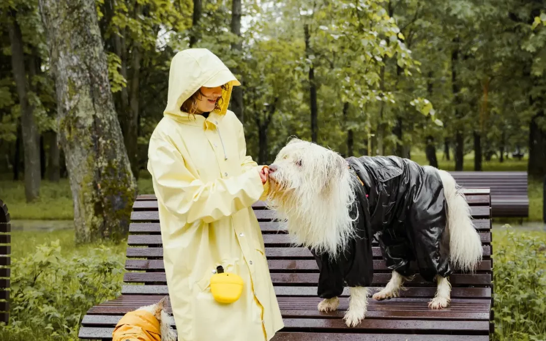 7 Expert tips for rainy day dog walks