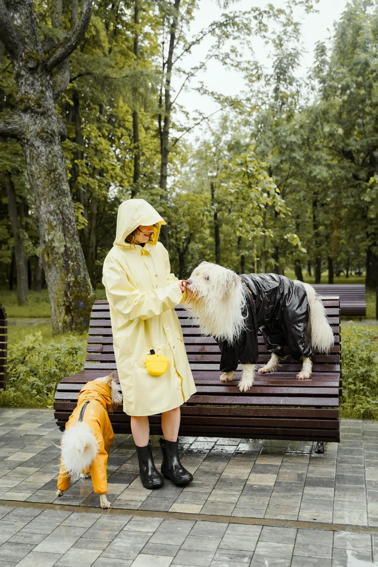 7 Expert tips for rainy day dog walks