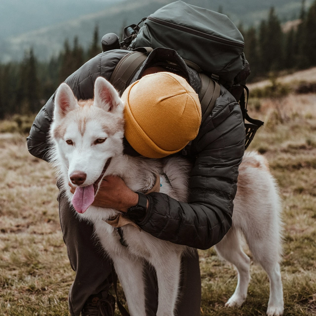 The best hikes in Gauteng to do with your dog this winter