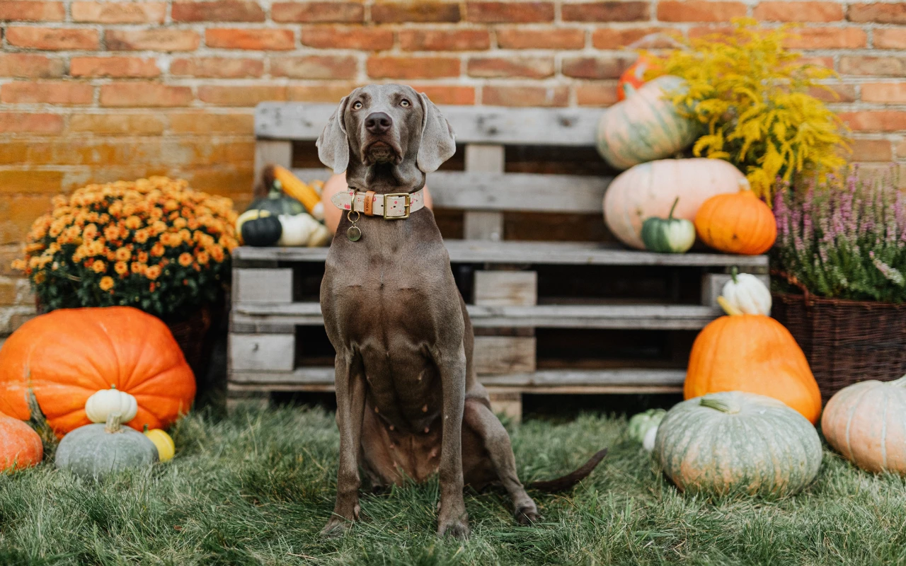 How to deal with your fur baby’s Spring allergies