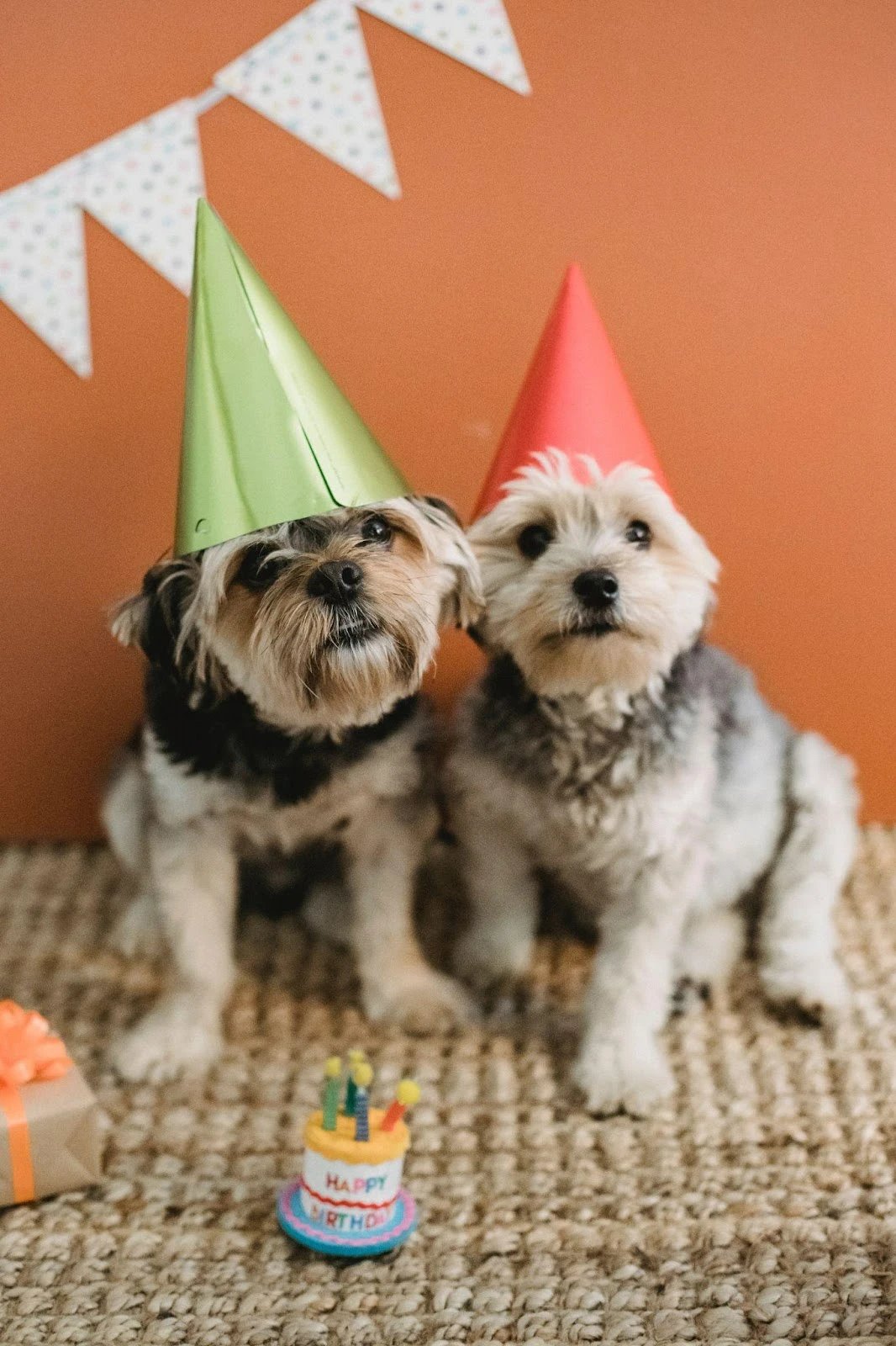 Organise pawsome parties vertical