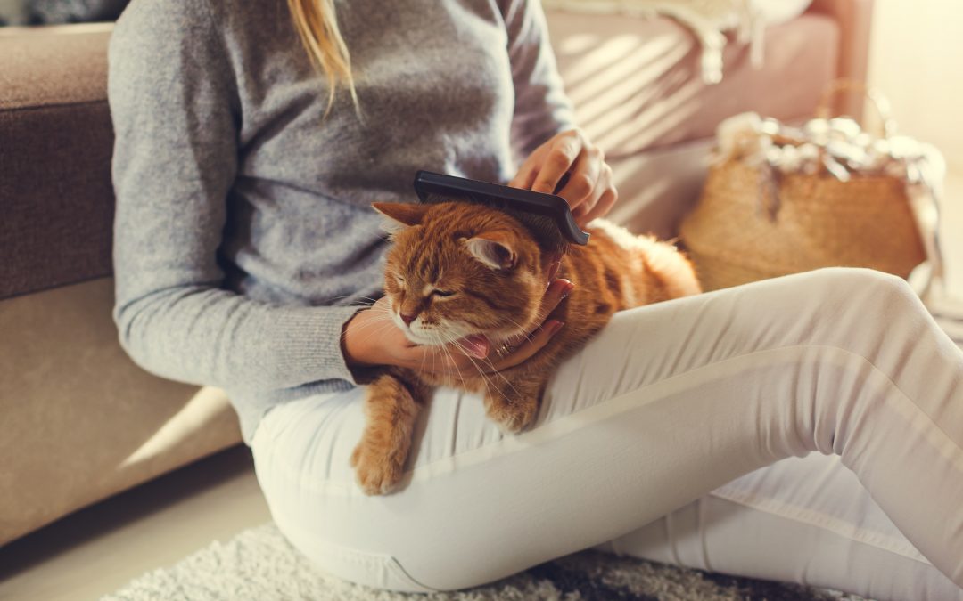 Cat Grooming 101: How to Groom a Cat