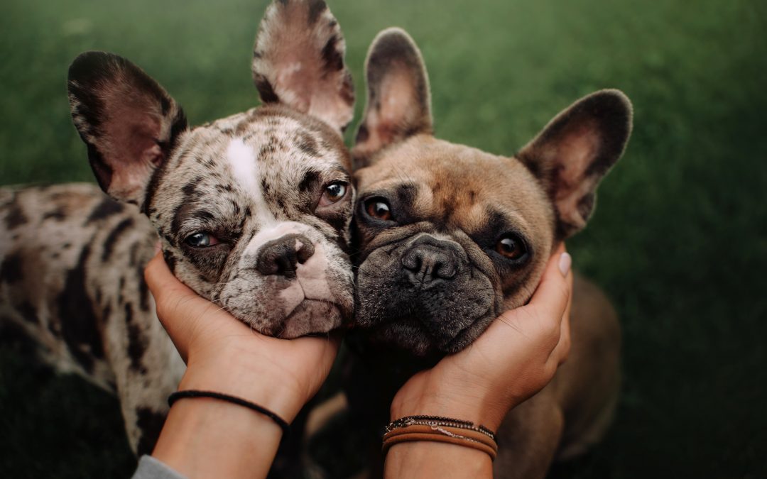 Should you get pet insurance for your French Bulldog? Plus 3 health risks to look out for with Frenchies