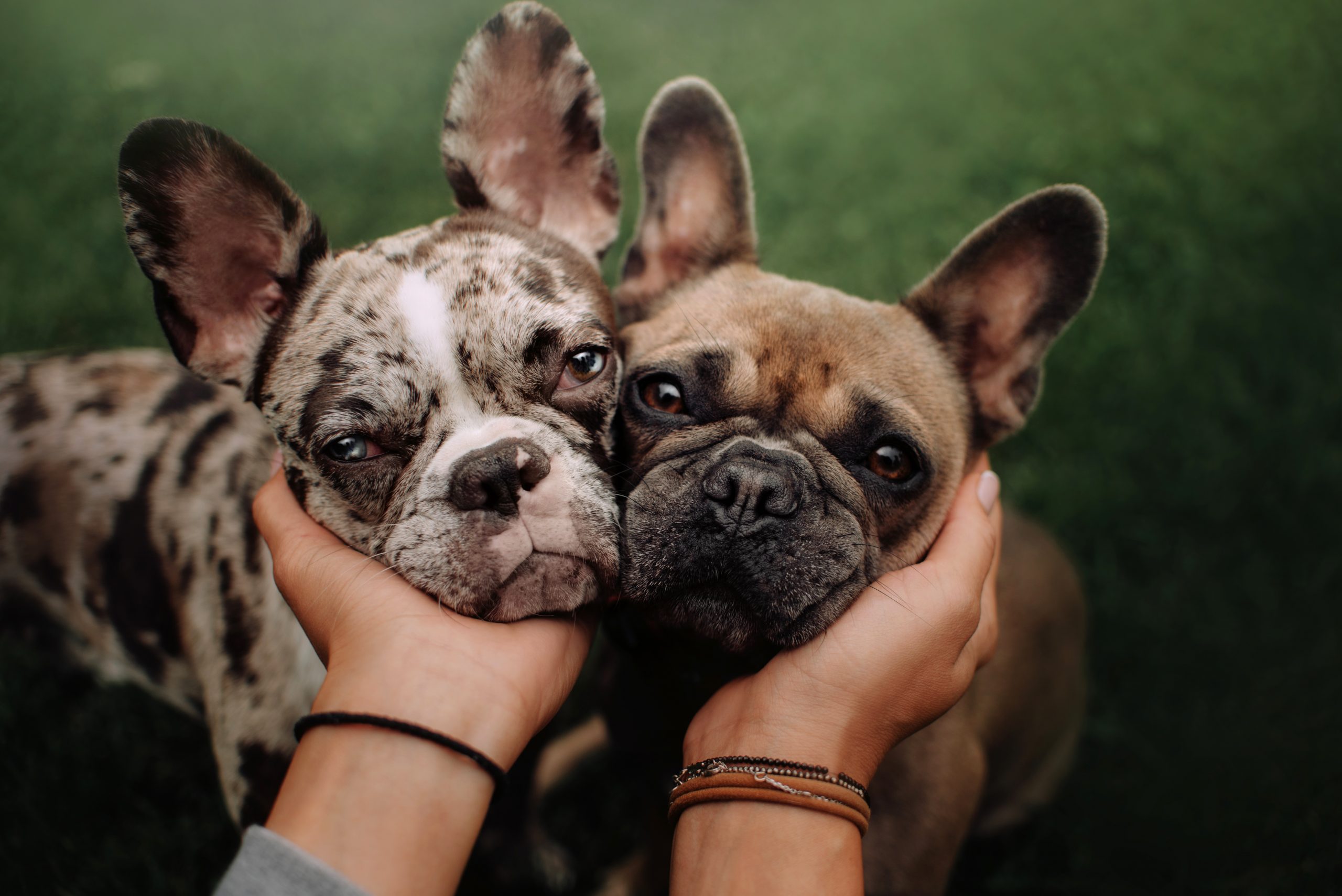 Should you get pet insurance for your French Bulldog? Plus 3 health risks to look out for with Frenchies