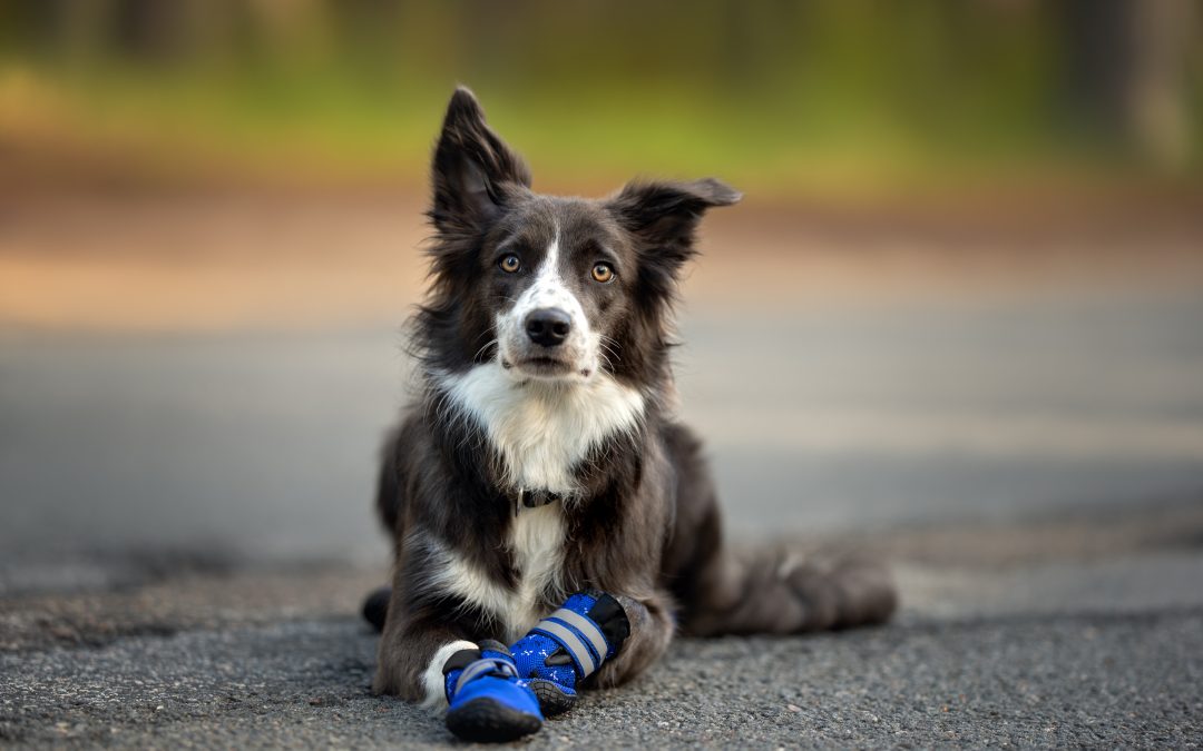 How to Make Dog Booties Out of Socks