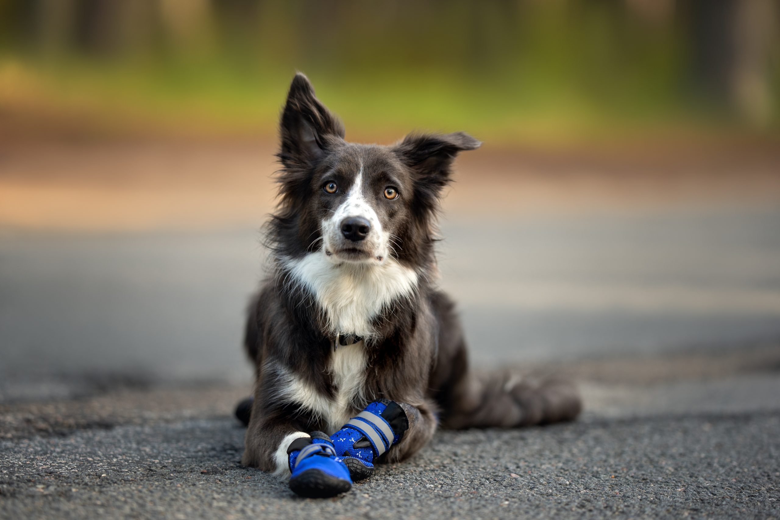 How to Make Dog Booties Out of Socks