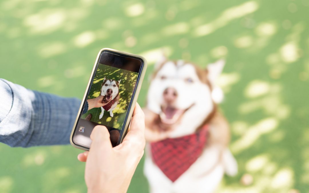 How to Make Your Dog Instagram Famous (Paws to Fame Guide)