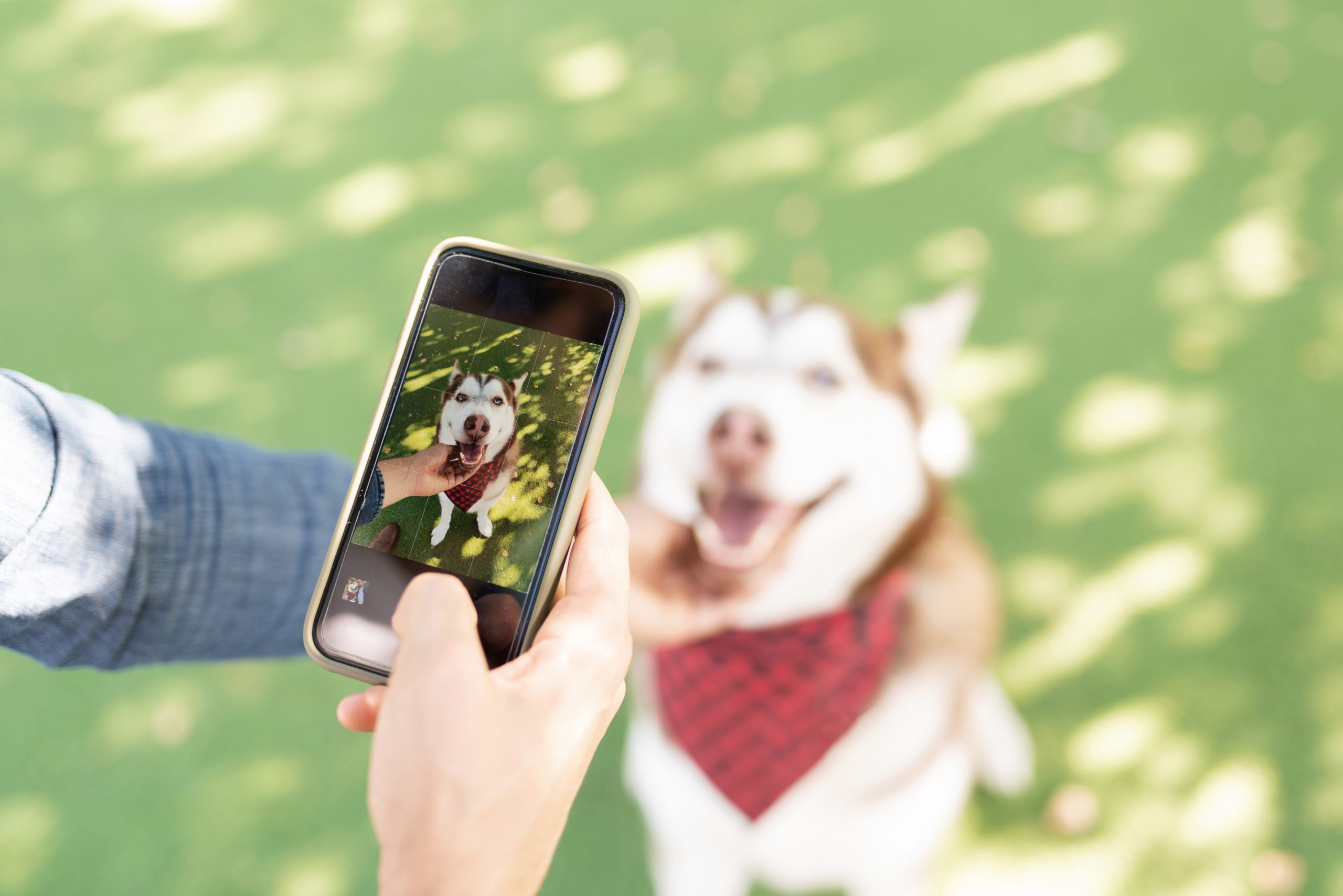 How to Make Your Dog Instagram Famous (Paws to Fame Guide)
