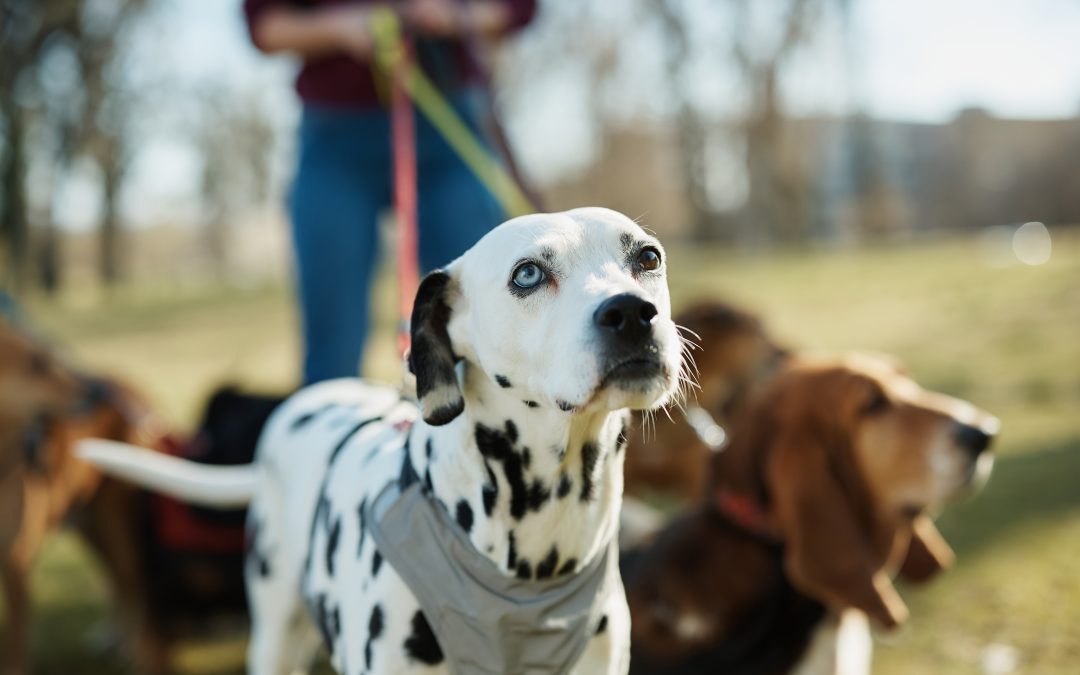 Top 5 Pawesome Dog Friendly Parks in Cape Town