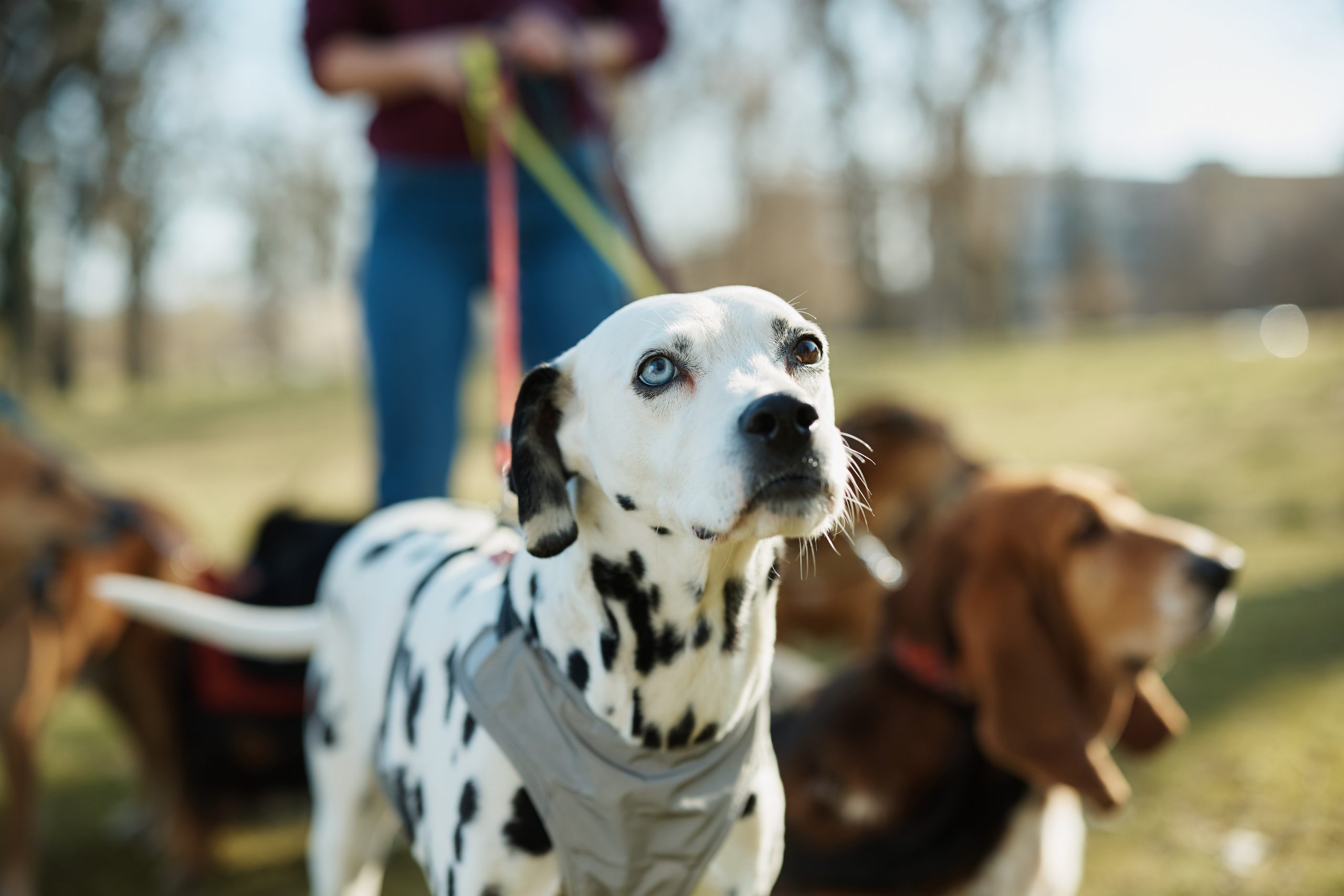 Top 5 Pawesome Dog Friendly Parks in Cape Town