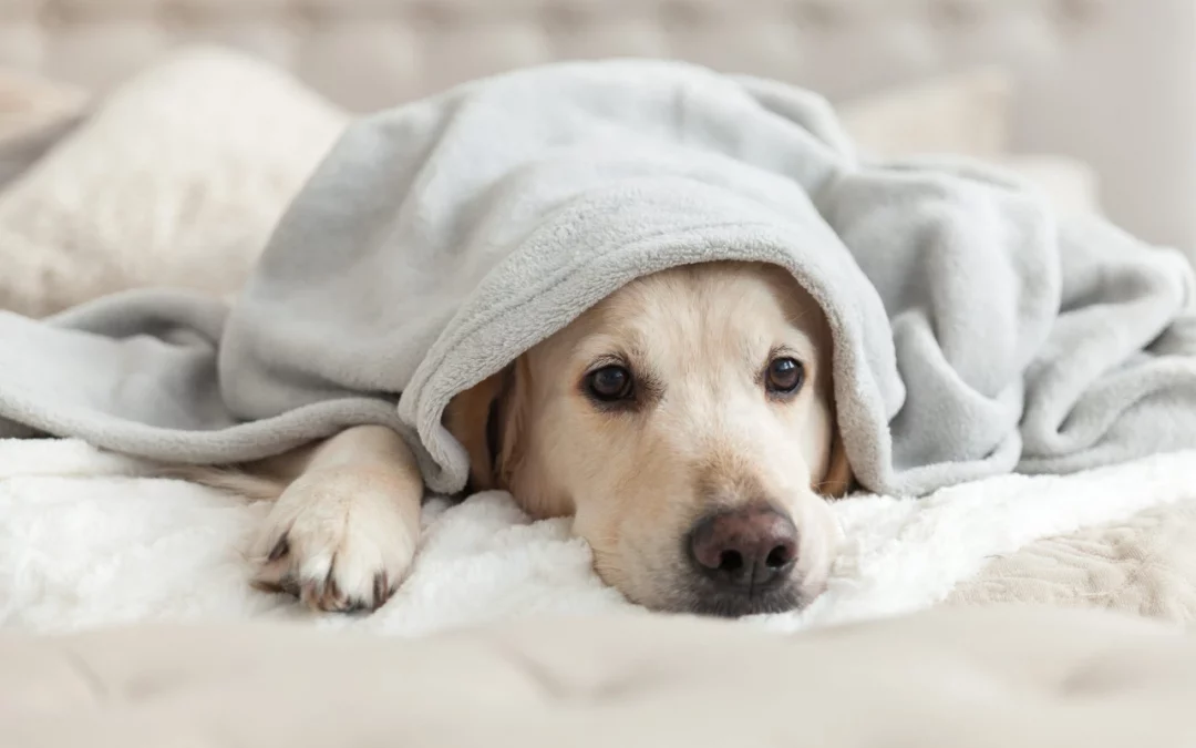 How cold is too cold for your dog? Plus 3 pawsome ways pet parents can prepare for frosty weather