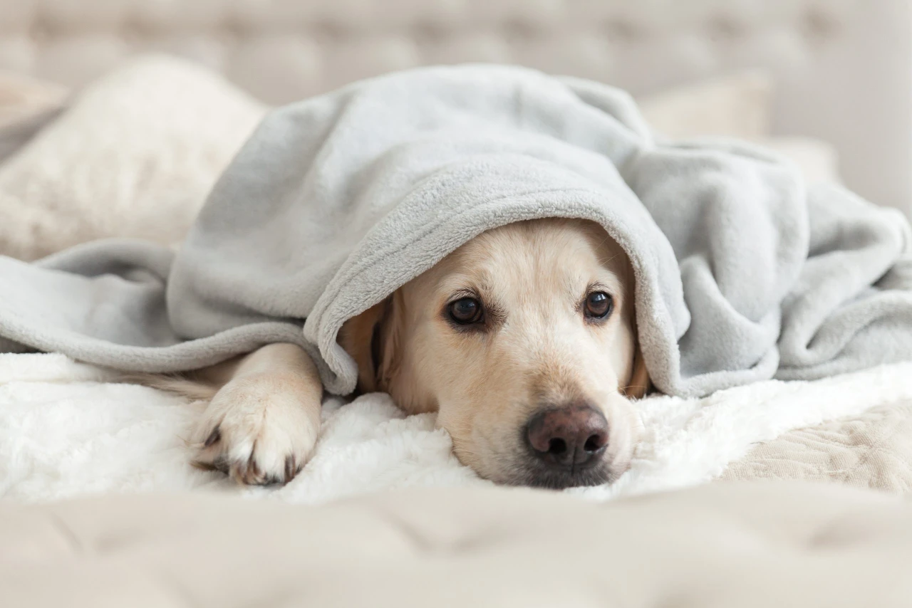 How cold is too cold for your dog? Plus 3 pawsome ways pet parents can prepare for frosty weather