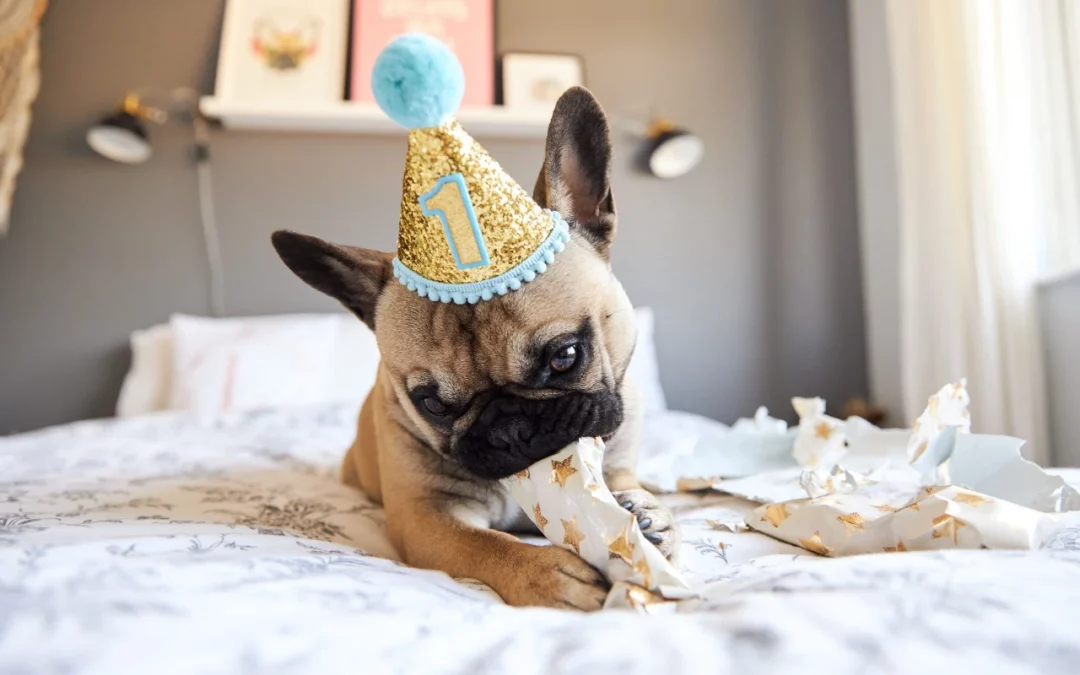 8 pawfect tips on how to celebrate your dog’s birthday