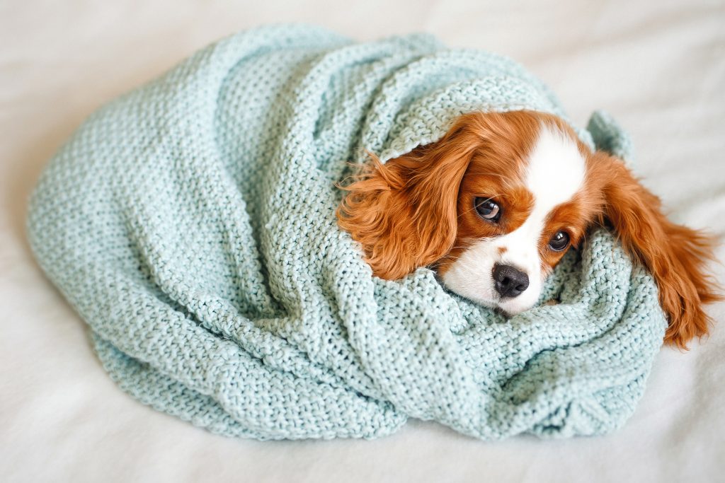 How cold is too cold for your dog?