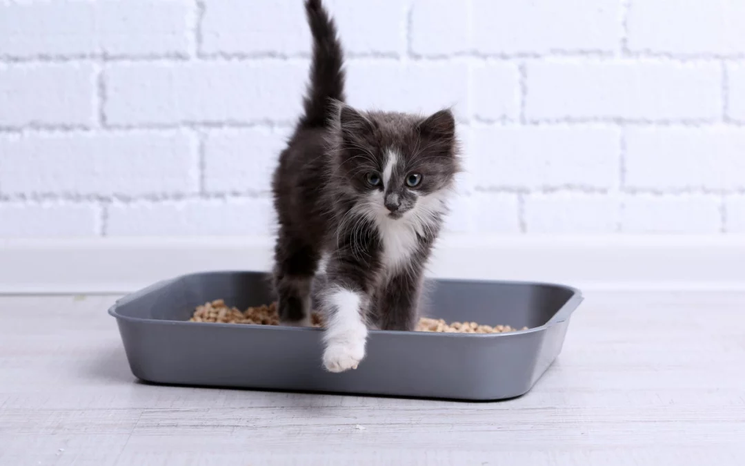 How to Train Your Kitten to Use the Litter Box: 3 Steps