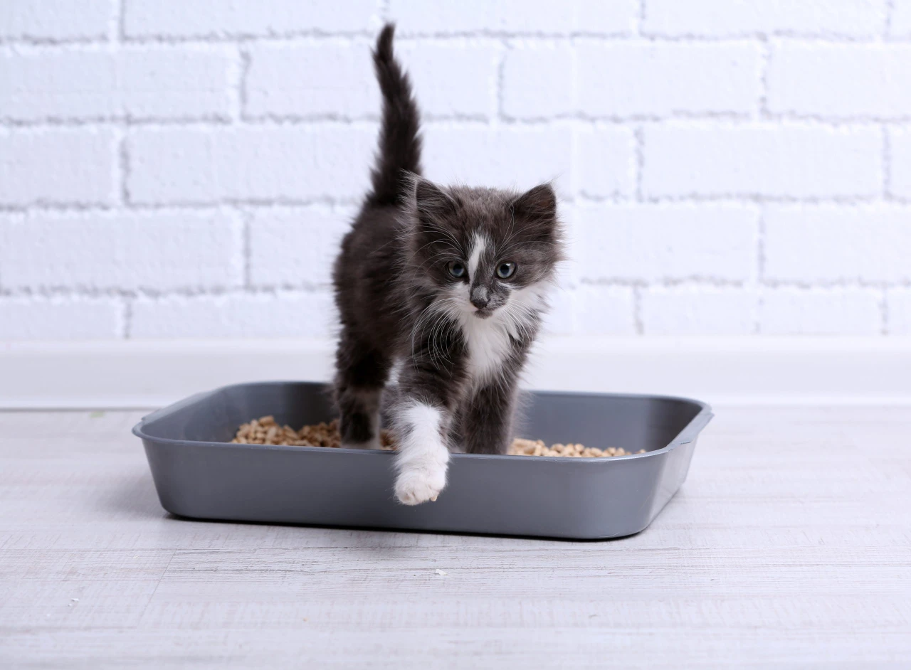 How to Train Your Kitten to Use the Litter Box: 3 Steps