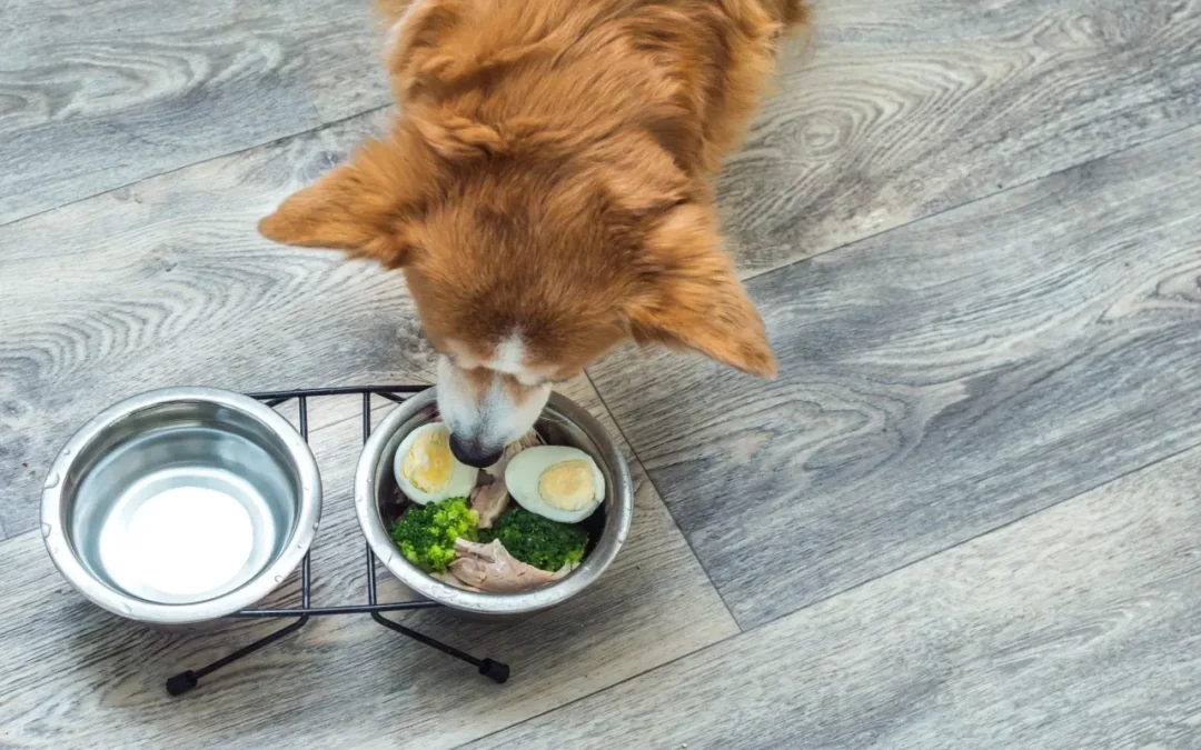 9 healthy human foods for dogs