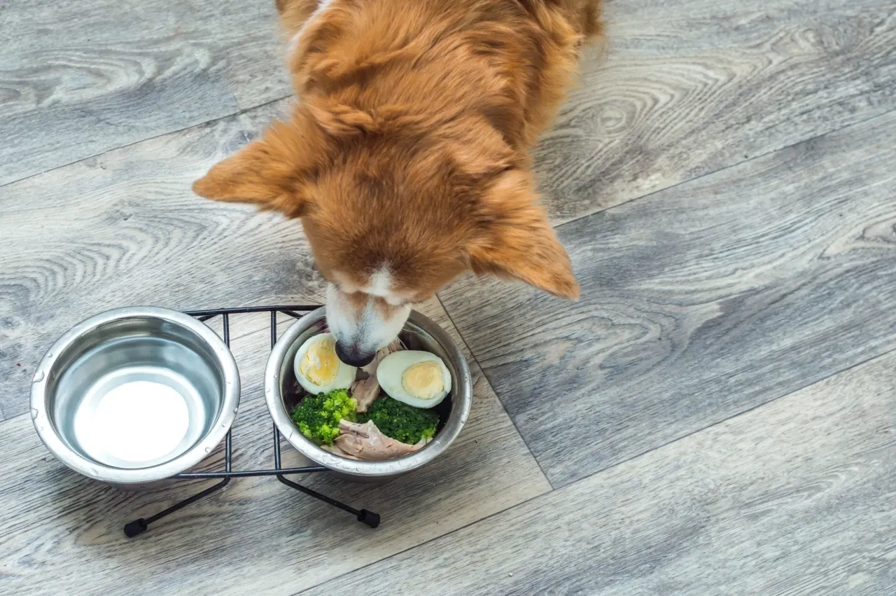9 healthy human foods for dogs