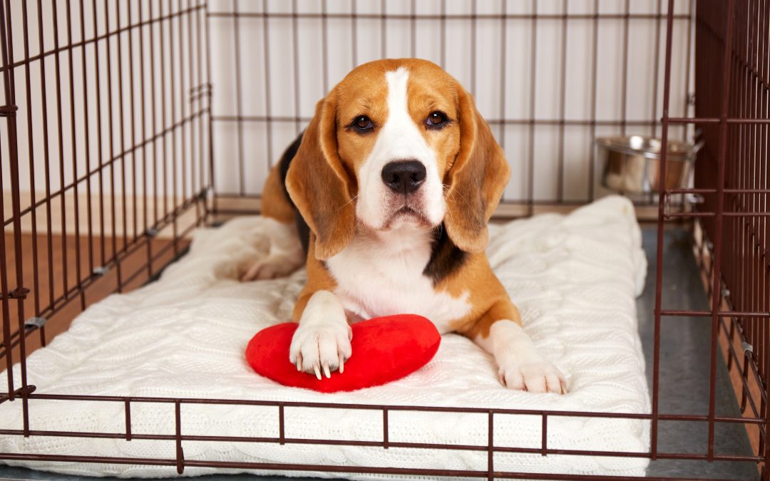 6 tips for picking the best pet boarding kennels for your fur baby