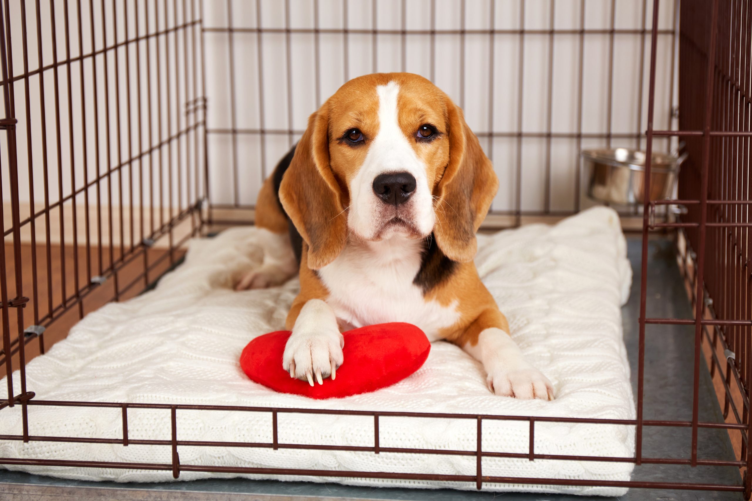6 tips for picking the best pet boarding kennels for your fur baby