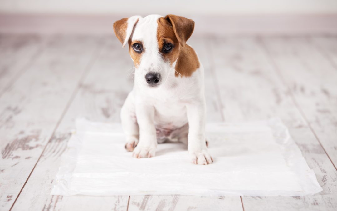 How to potty train your puppy in 7 easy steps