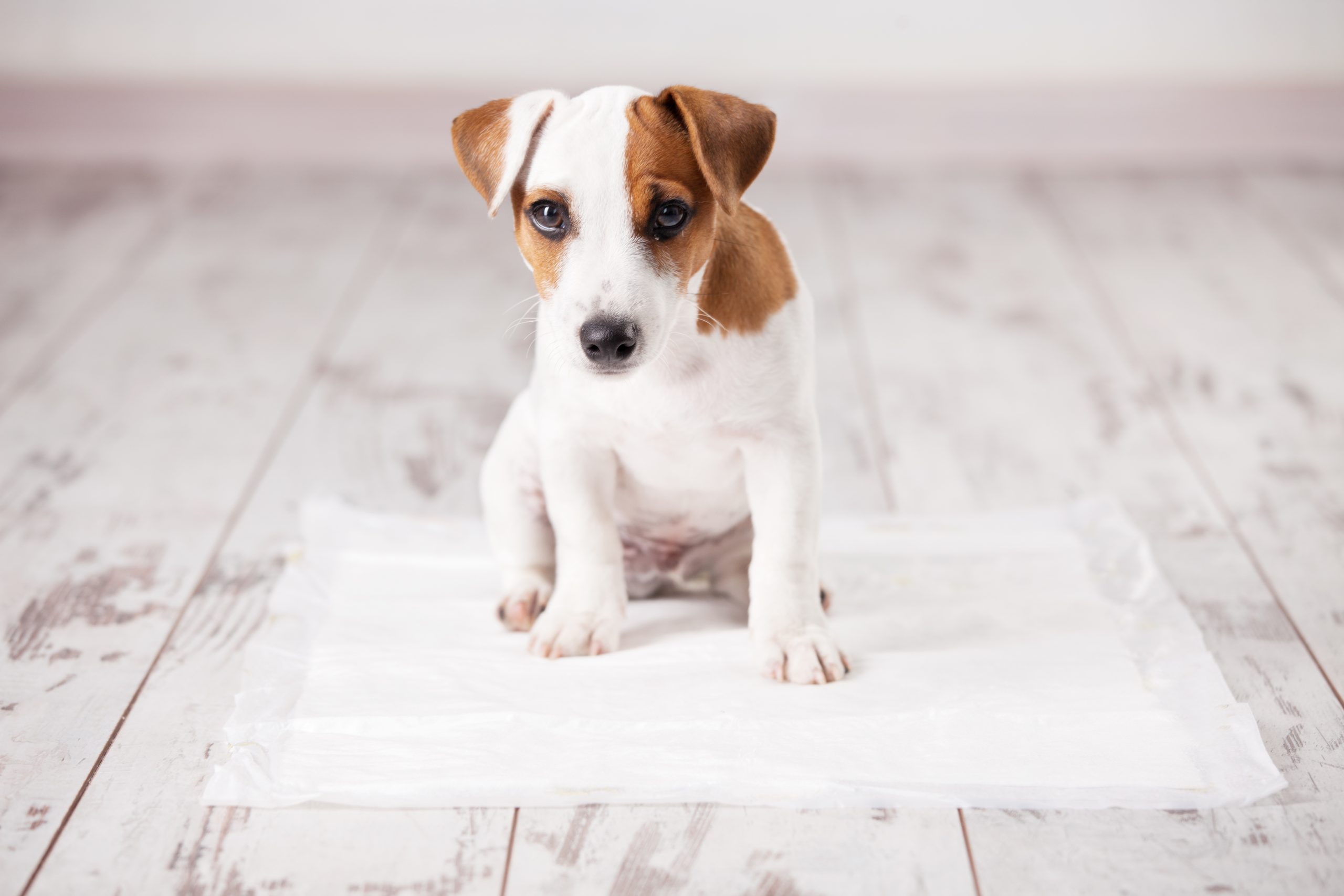 How to potty train your puppy in 7 easy steps