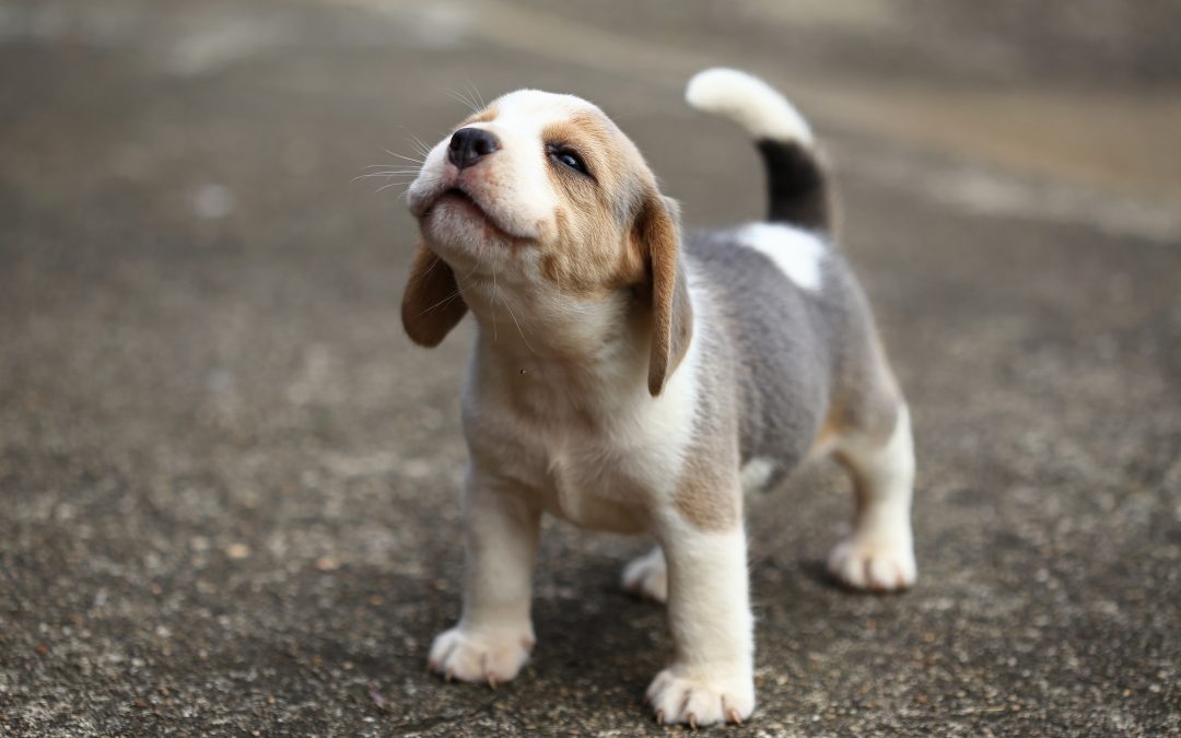 The Beagle Dog Breed: What to know before adopting one