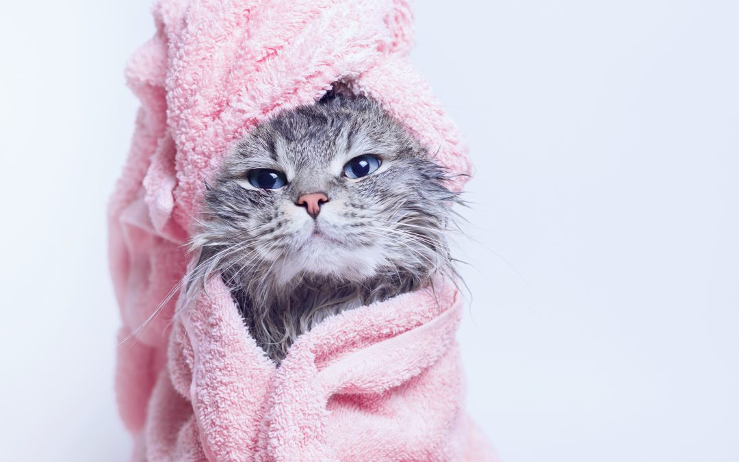 How to Give a Cat a Bath the Purrfect Way