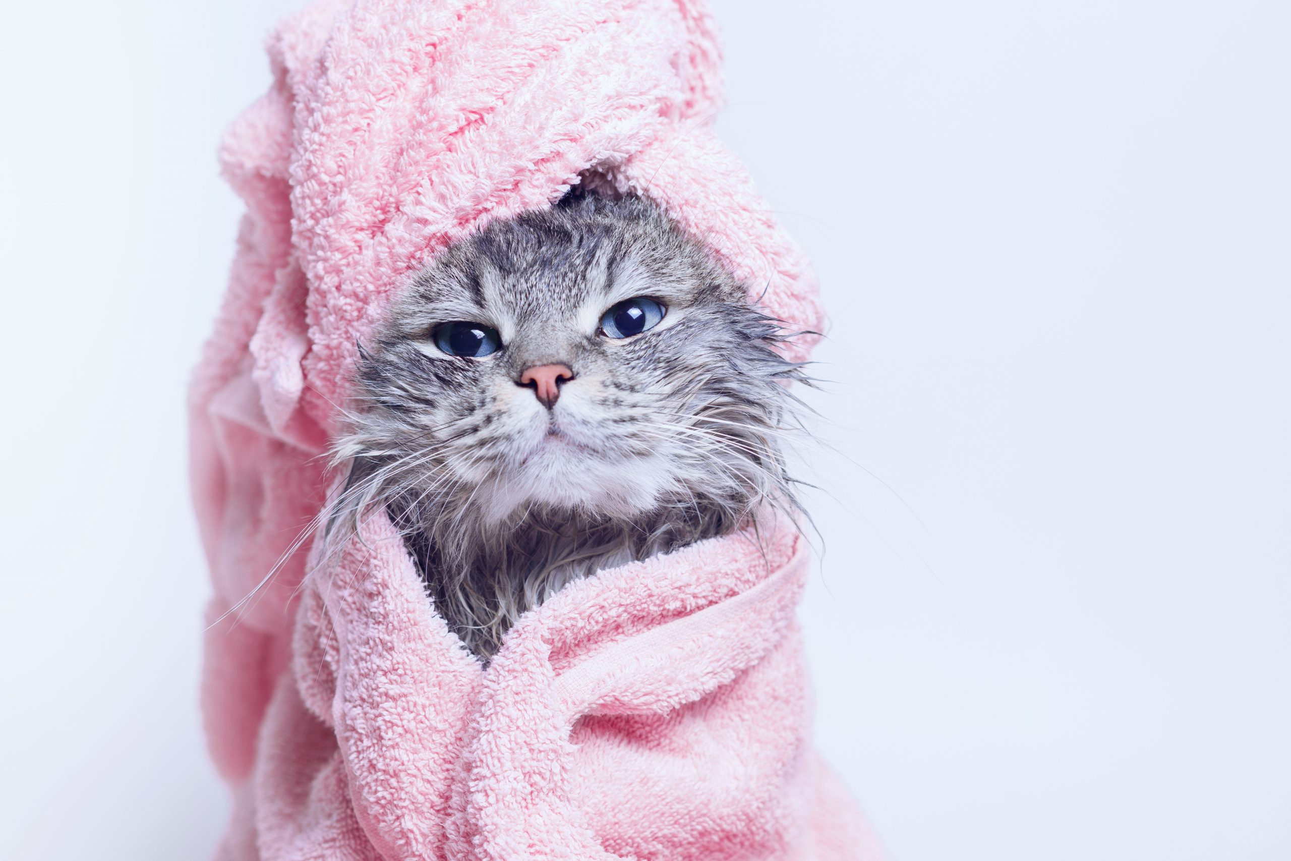 How to Give a Cat a Bath the Purrfect Way