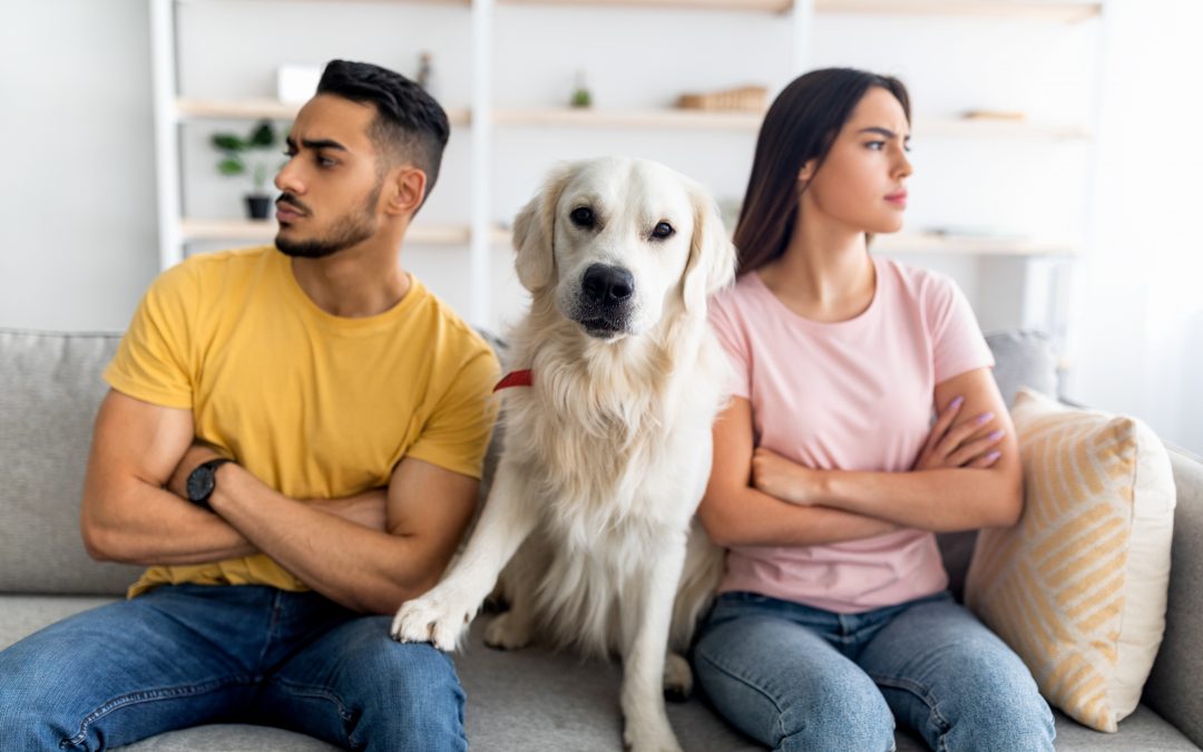 The Impact on Pets in Divorce: 3 Vital Things to Consider