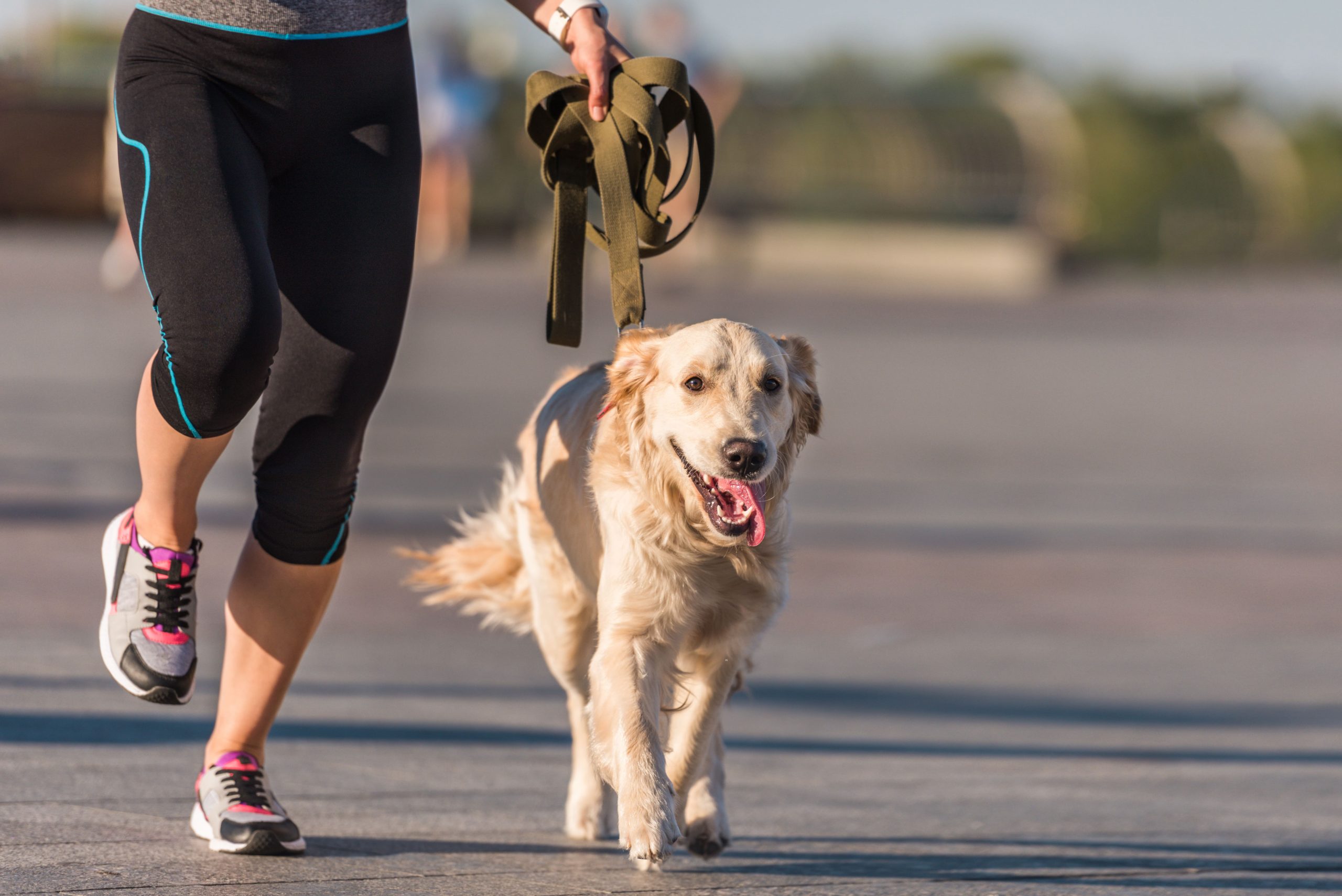 Here’s how to start running with your dog so that you will both love it!