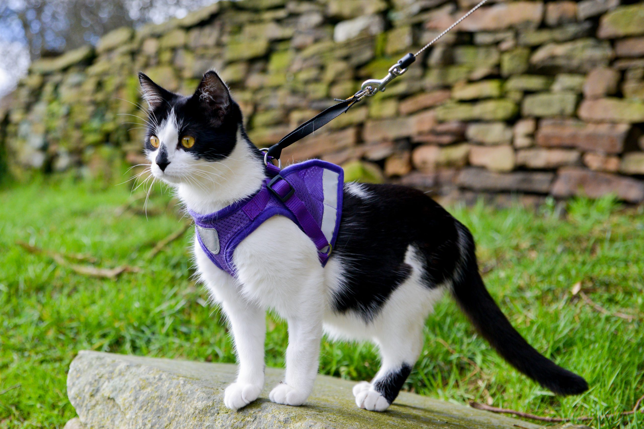 5 tips for walking your cat for the first time