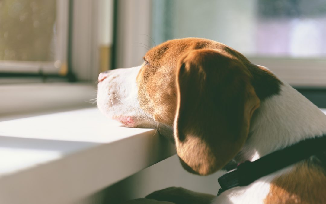 6 tips on how to deal with separation anxiety in dogs this festive season