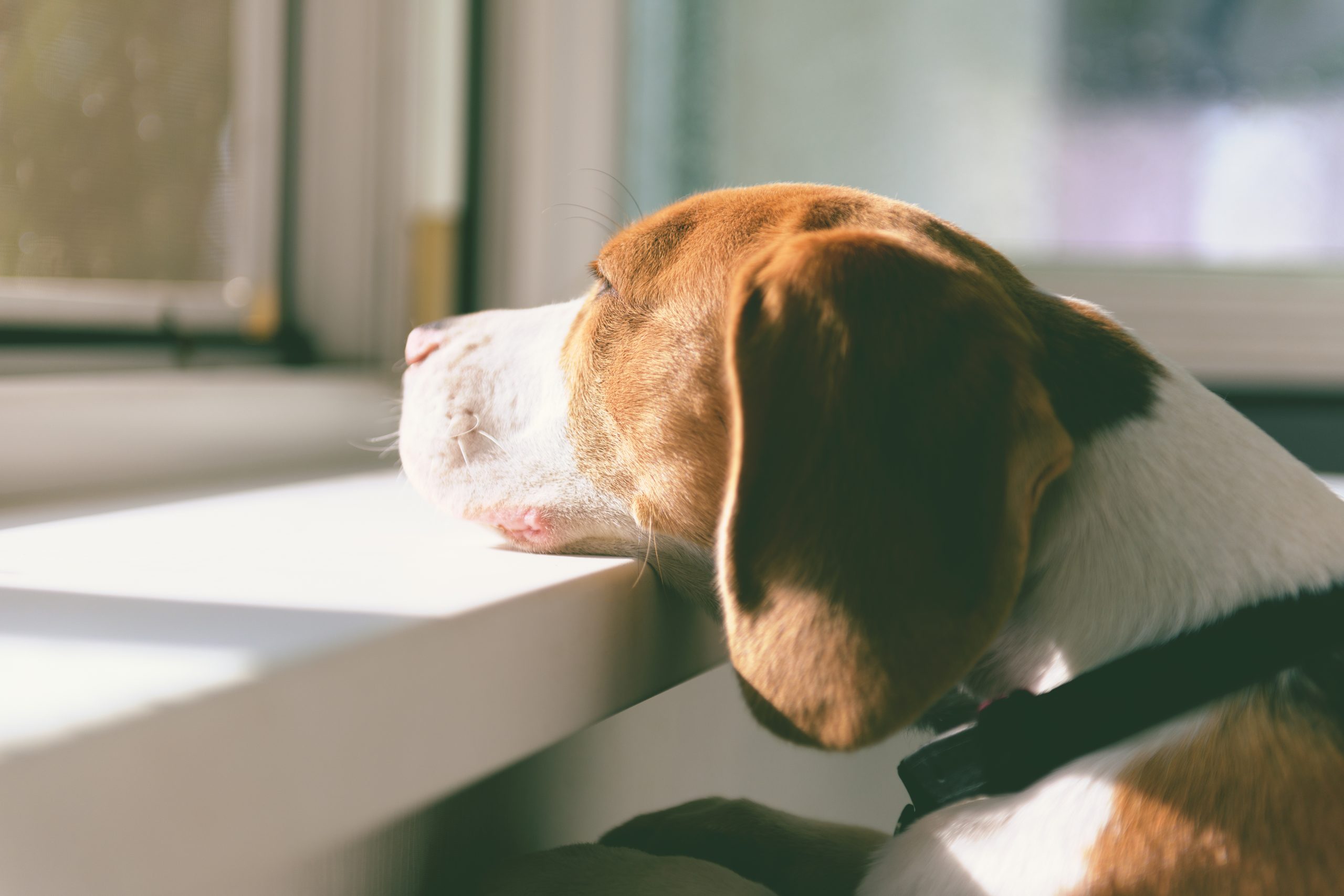 6 tips on how to deal with separation anxiety in dogs this festive season