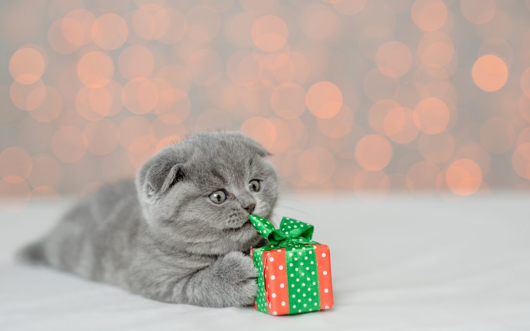 4 Pet Christmas Presents Ideas That Your Fur Baby will LOVE