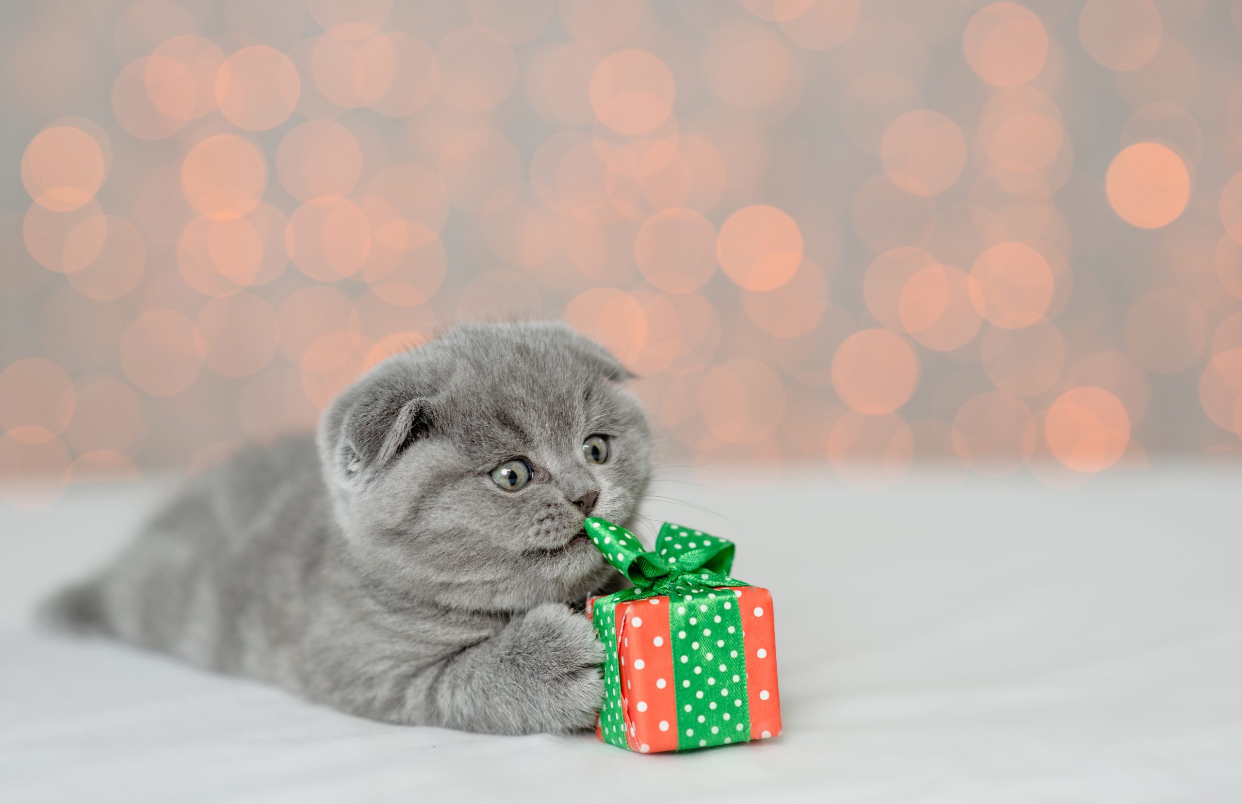 4 Pet Christmas Presents Ideas That Your Fur Baby will LOVE