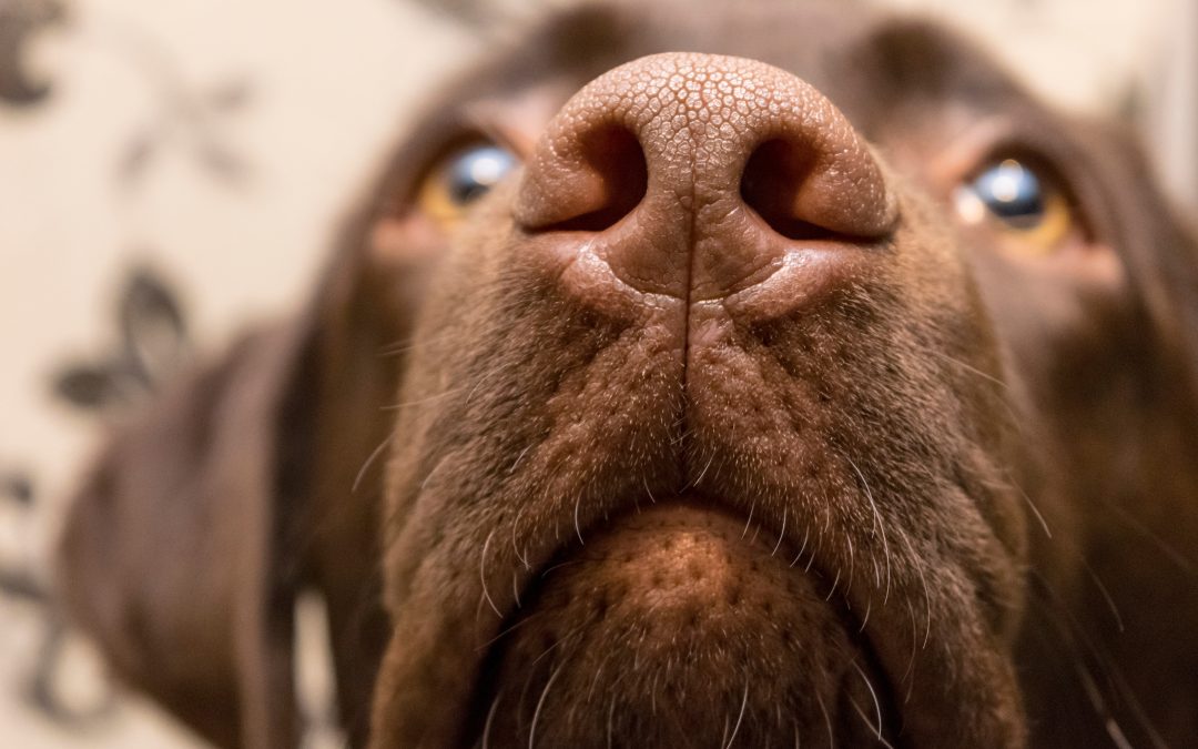 Why do dogs have wet noses? Plus what a dry nose means