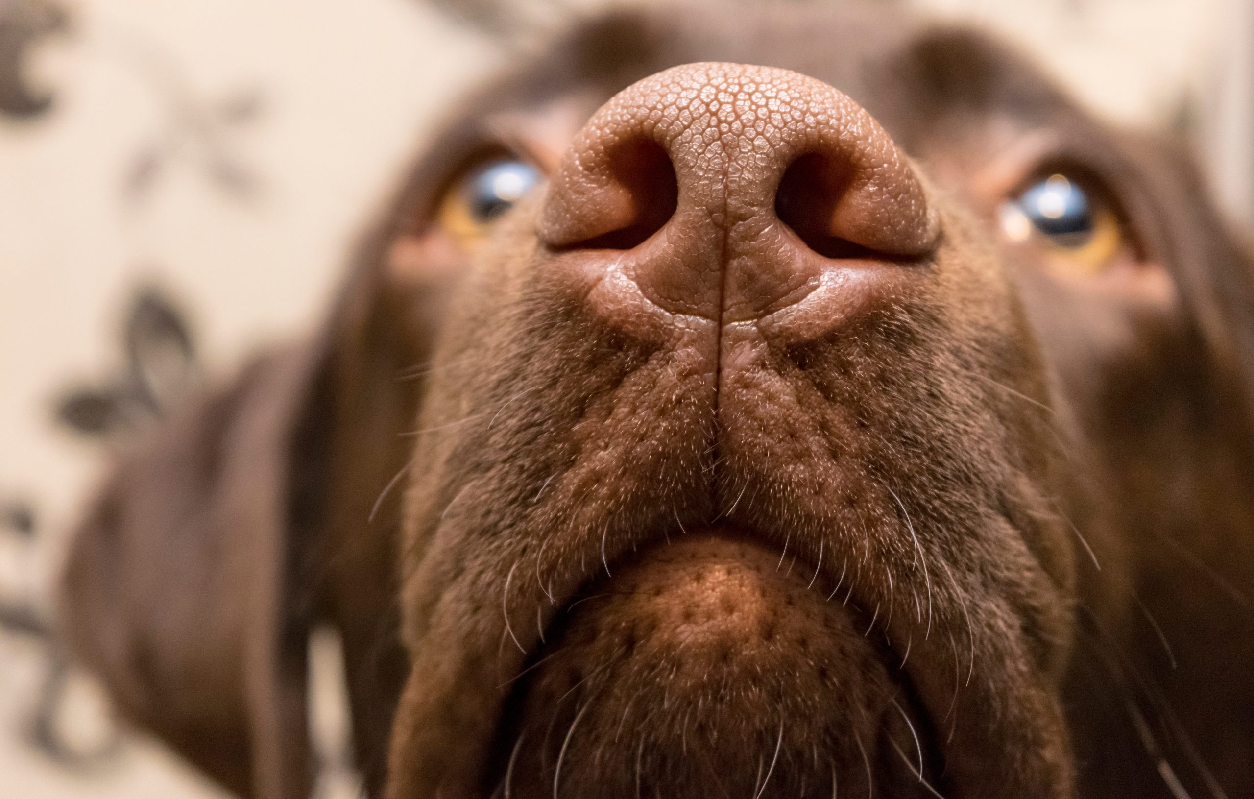 Why do dogs have wet noses? Plus what a dry nose means