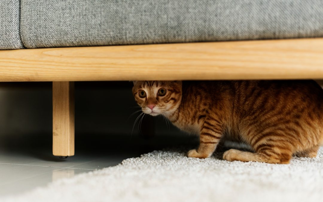 Why Do Cats Hide from Their Owners? Plus 6 Common Hiding Places