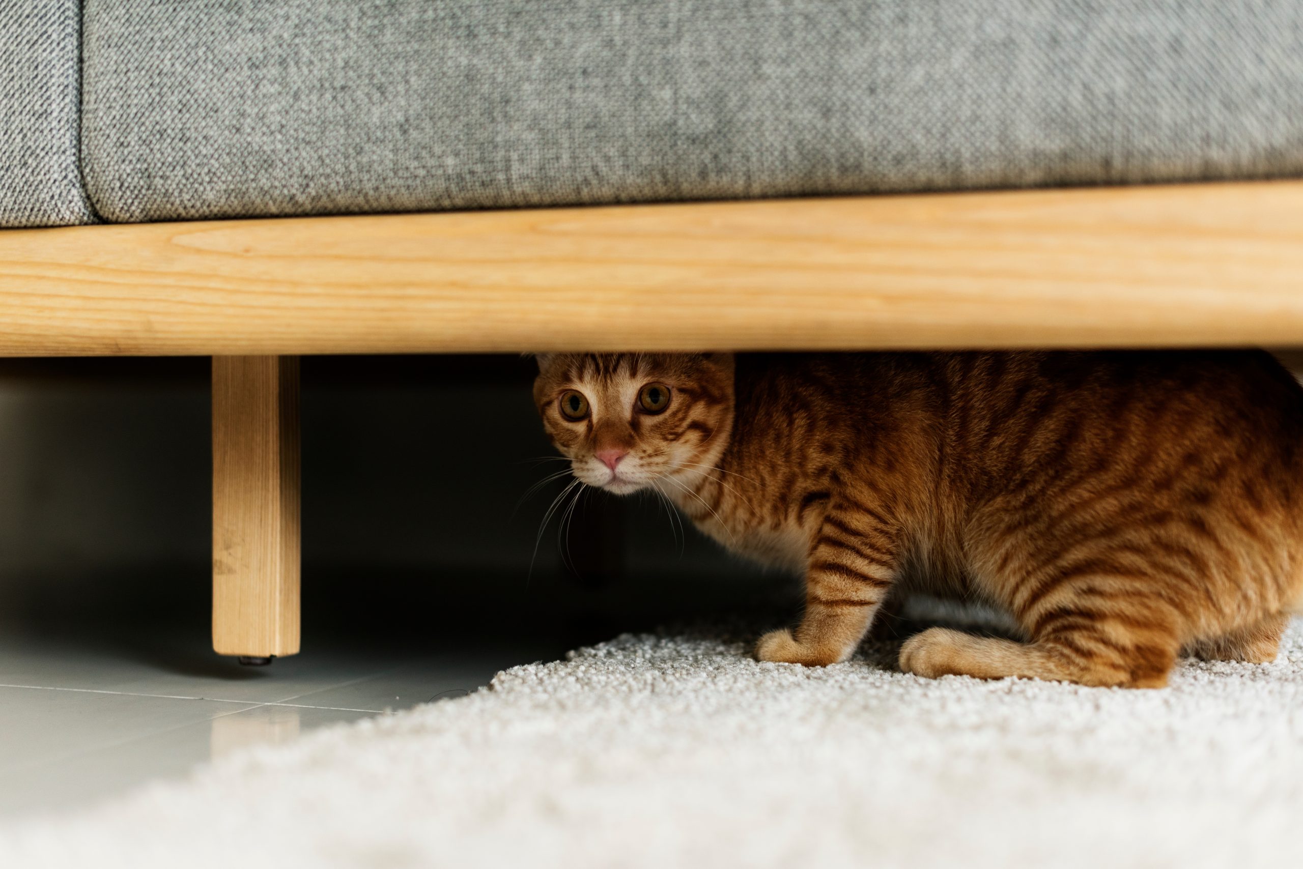 Why Do Cats Hide from Their Owners? Plus 6 Common Hiding Places
