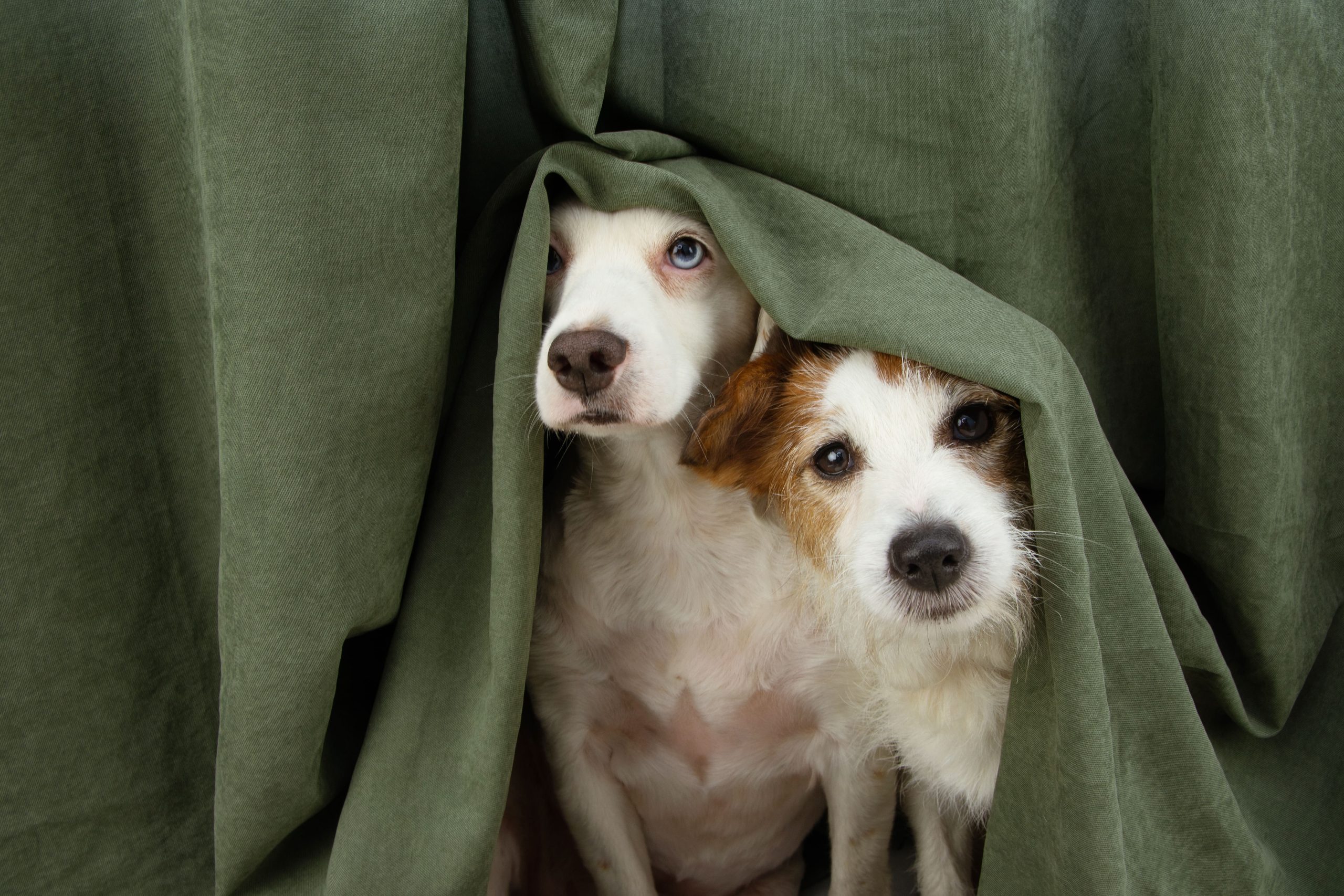 5 Tips on How to Calm Your Dog During Thunder Storms