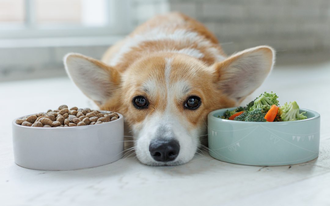 How Quality Nutrition & Pet Insurance Can Improve Your Pet’s Life