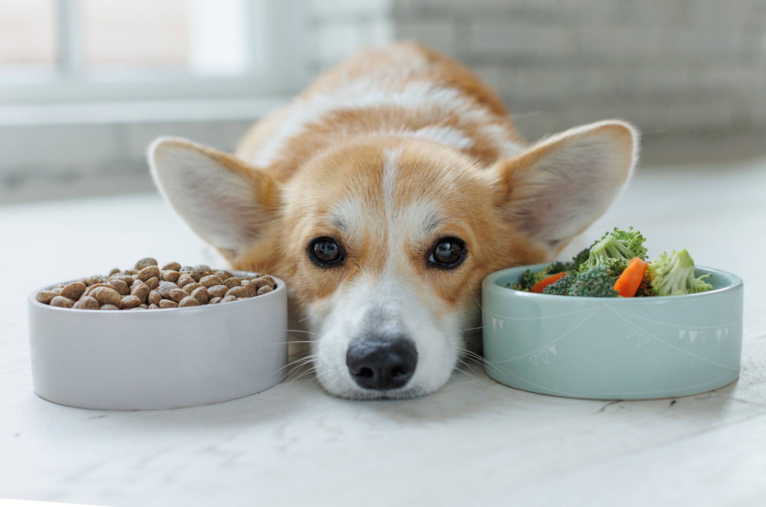 How Quality Nutrition & Pet Insurance Can Improve Your Pet’s Life