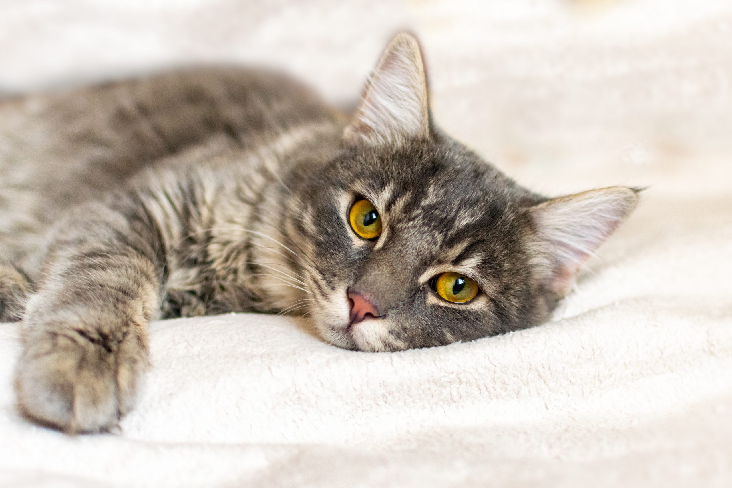 5 major signs your cat is sick (& how to afford vet visits)