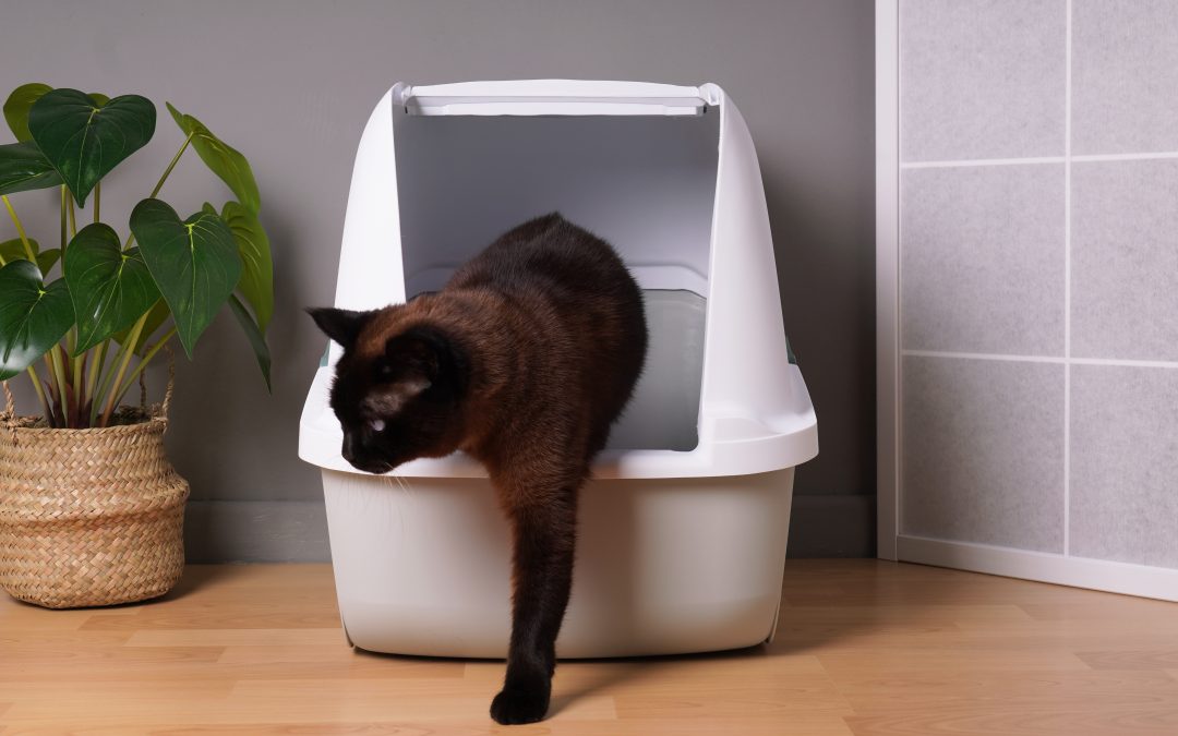 5 Tips on how to keep a litter box from smelling up the house