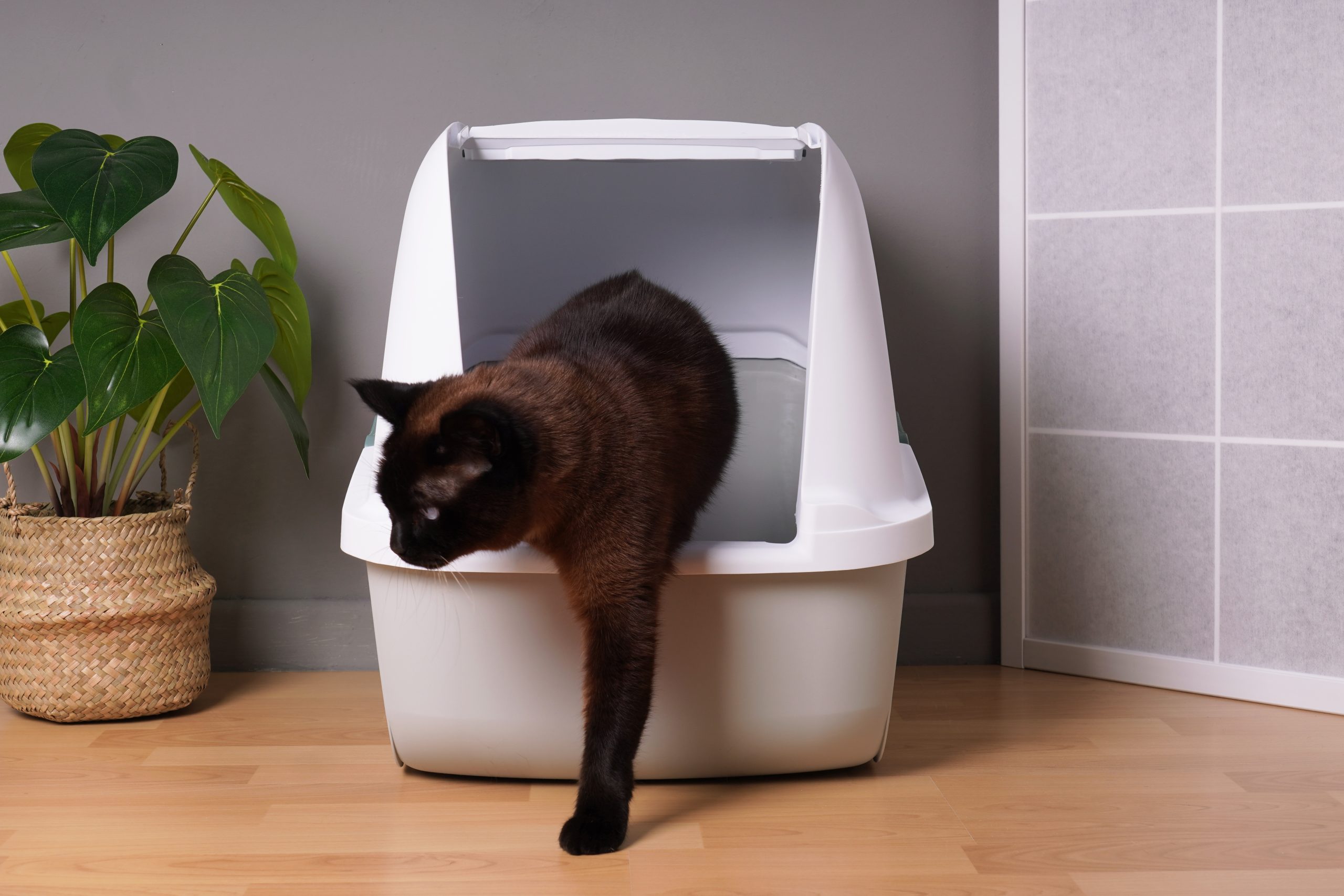 5 Tips on how to keep a litter box from smelling up the house