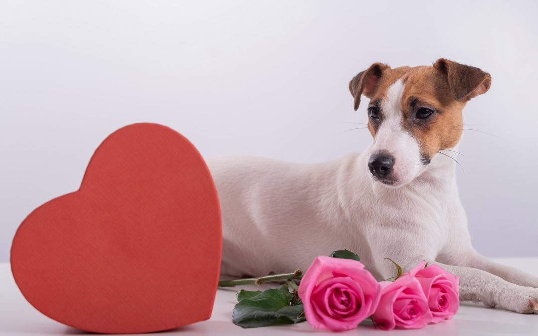 5 Paw-some Valentine’s Day Date Ideas for You & Your Pet