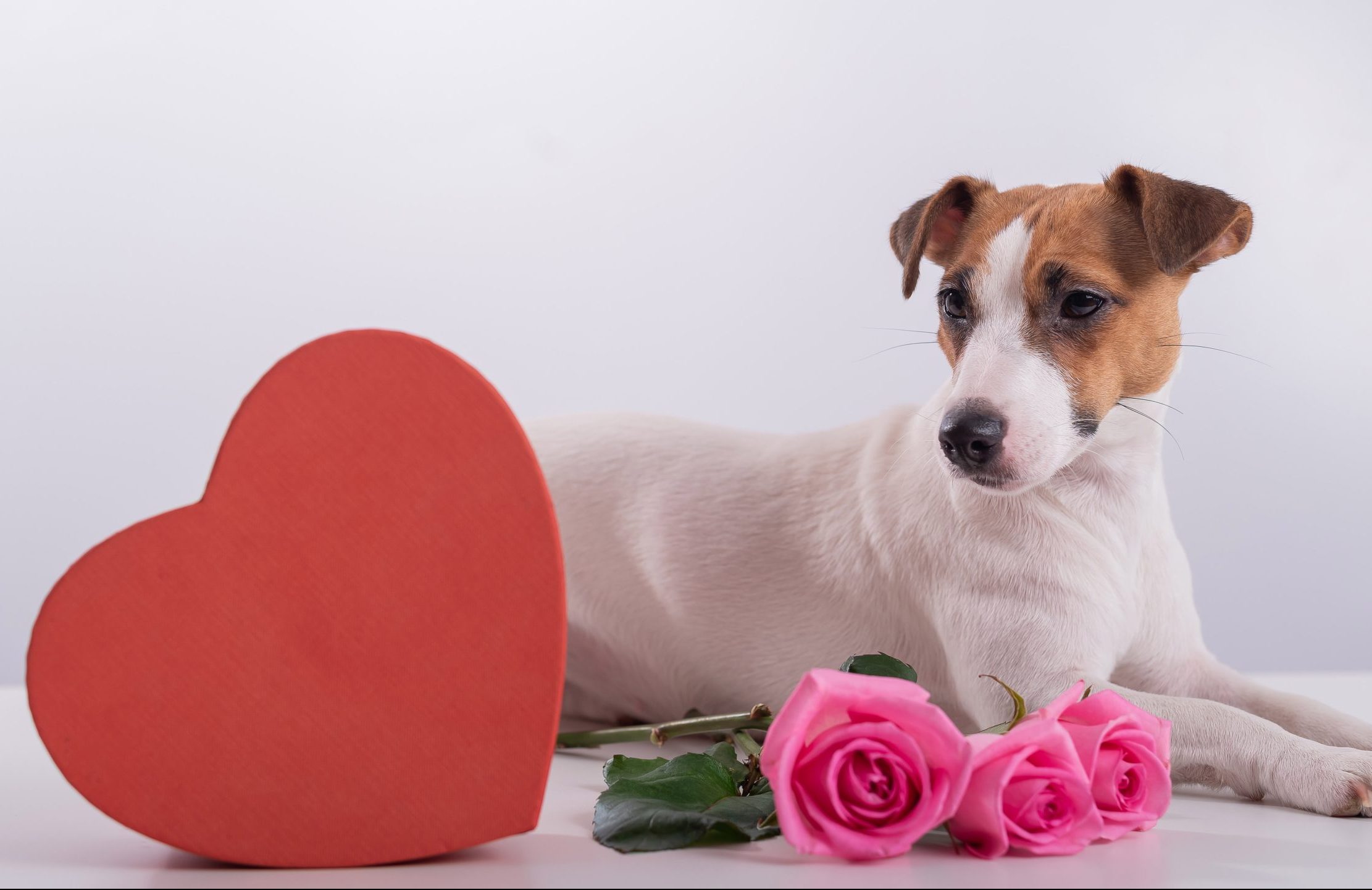5 Paw-some Valentine’s Day Date Ideas for You & Your Pet
