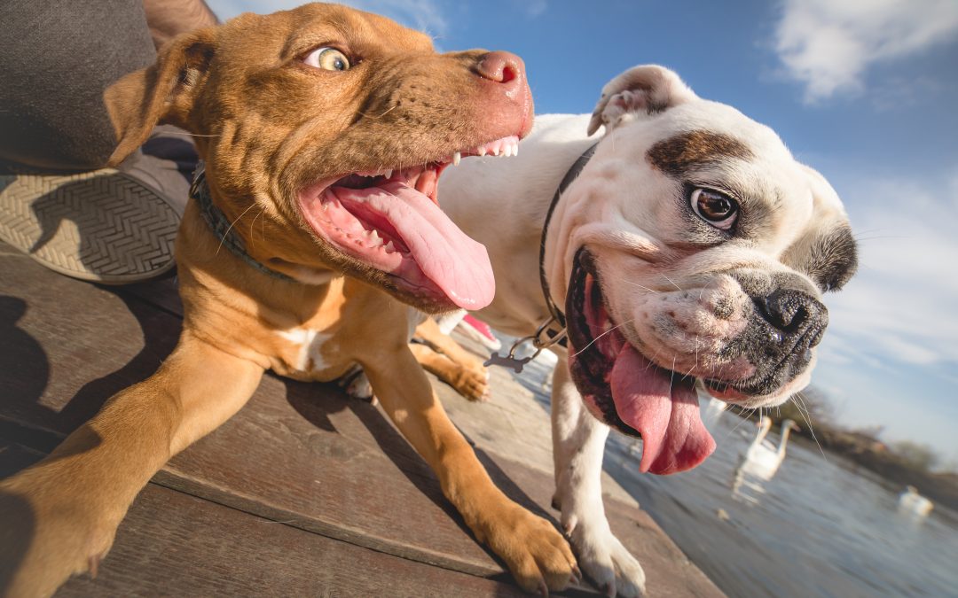 How to Stop Dogs from Fighting (Plus the Difference Between Playing & Fighting)