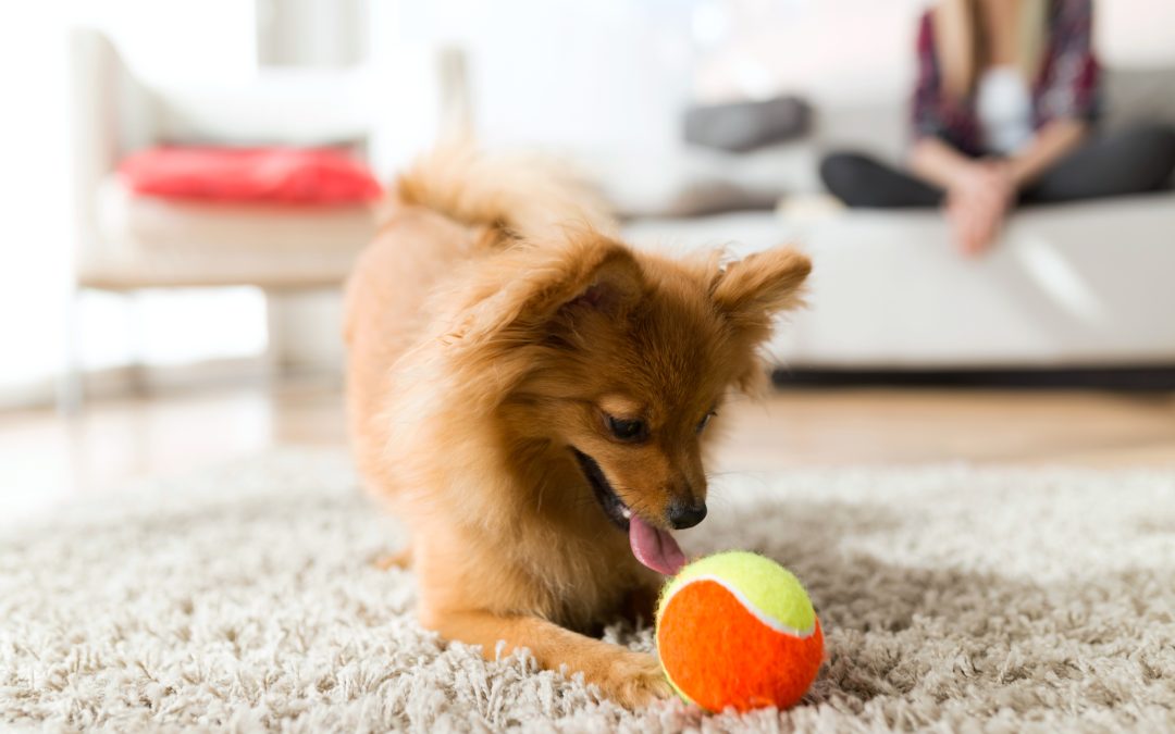 How to Calm an Active Dog: 5 Simple Tricks